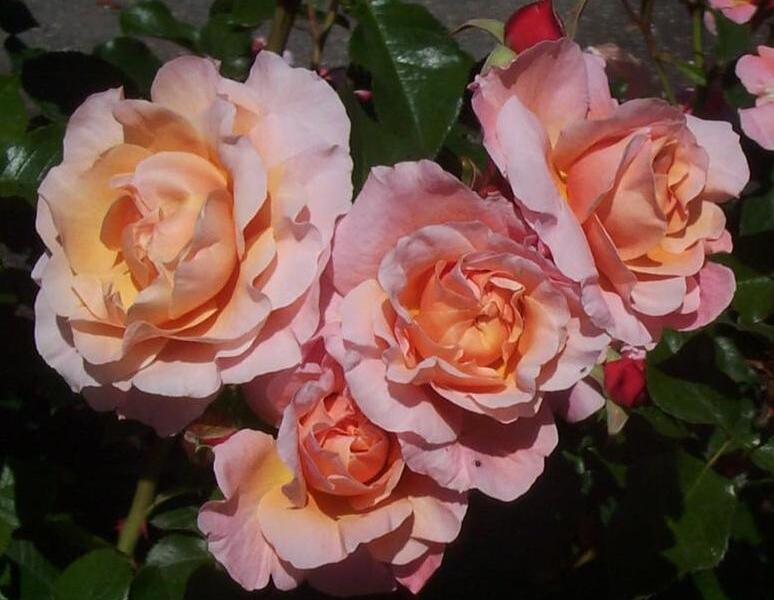 Růže mnohokvětá Meilland 'Marie Curie' - Rosa MK 'Marie Curie'