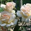 Růže velkokvětá 'Chandos Beauty' - Rosa VK 'Chandos Beauty'