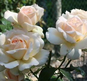 Růže velkokvětá 'Chandos Beauty' - Rosa VK 'Chandos Beauty'