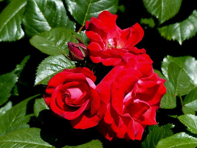 Růže parková Kordes 'Ulmer Münster' - Rosa S 'Ulmer Münster'