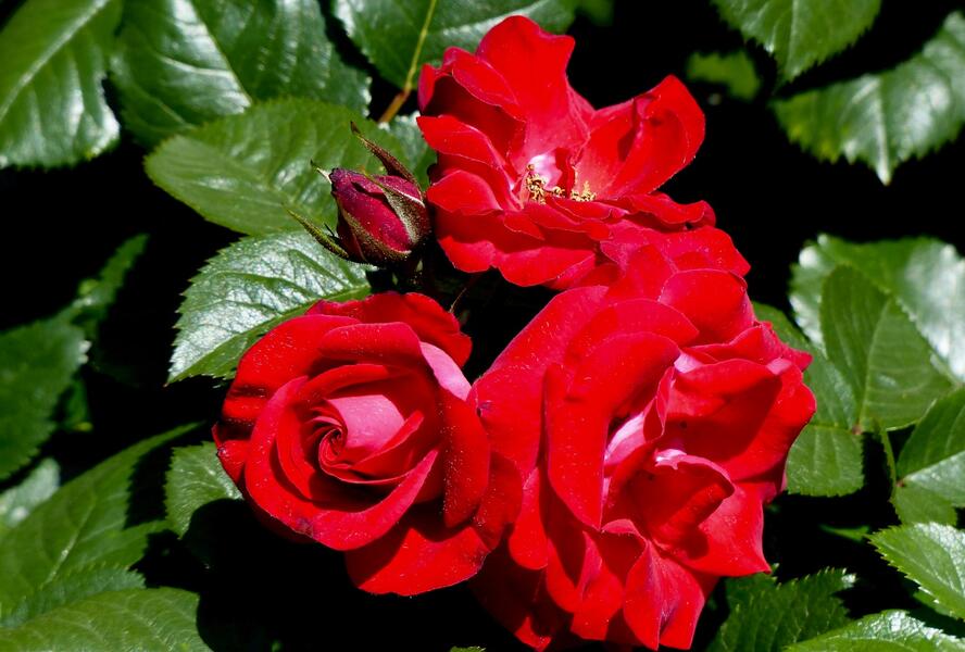 Růže parková Kordes 'Ulmer Münster' - Rosa S 'Ulmer Münster'