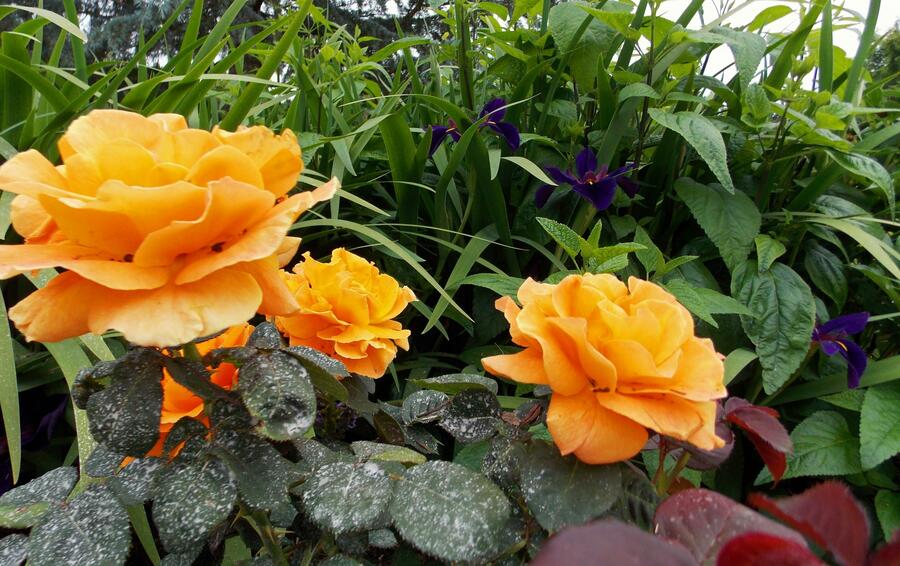 Růže mnohokvětá 'Vavoom' - Rosa MK 'Vavoom'