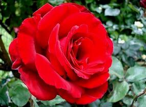 Růže velkokvětá Meilland 'Graaf Lennart' ('Marcel Pagnol') - Rosa VK 'Graaf Lennart' ('Marcel Pagnol')