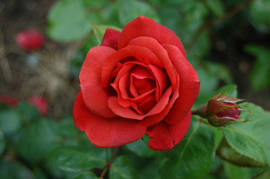 Růže velkokvětá Meilland 'Terracotta' - Rosa VK 'Terracotta'