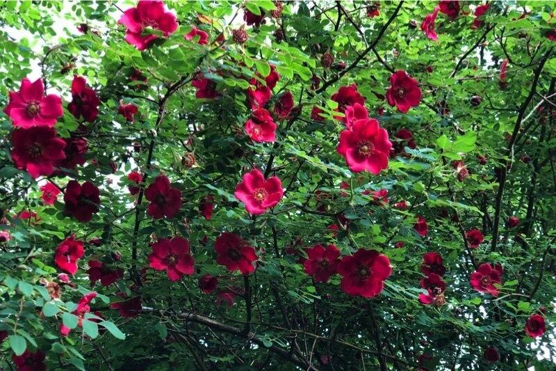 Růže Moyesova 'Geranium' - Rosa moyesii 'Geranium'