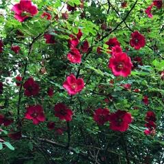 Růže Moyesova 'Geranium' - Rosa moyesii 'Geranium'