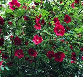 Růže Moyesova 'Geranium' - Rosa moyesii 'Geranium'