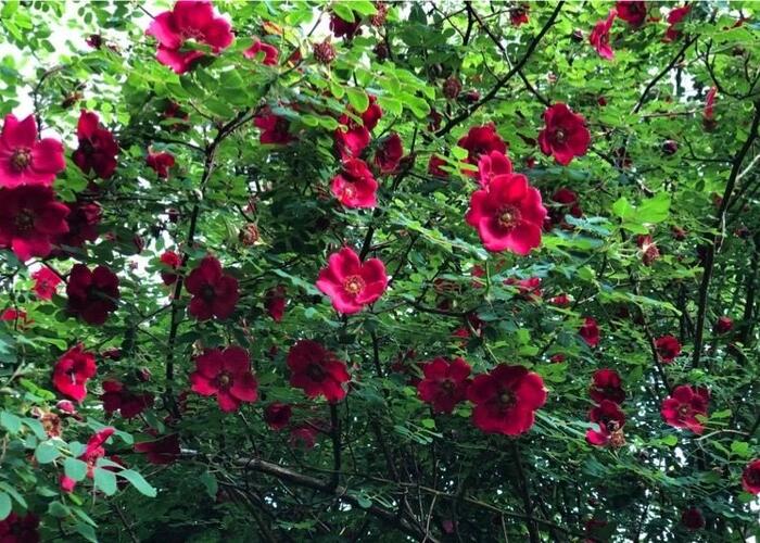 Růže Moyesova 'Geranium' - Rosa moyesii 'Geranium'