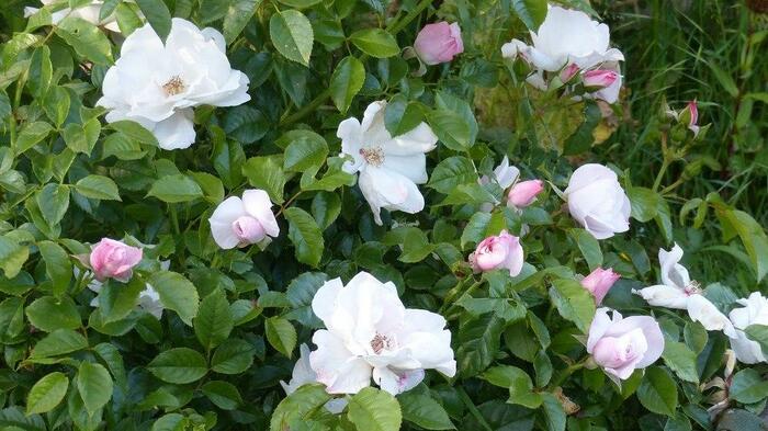 Růže parková 'Pearl Drift' - Rosa S 'Pearl Drift'