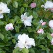 Růže parková 'Pearl Drift' - Rosa S 'Pearl Drift'