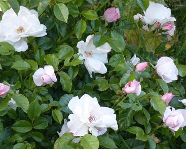 Růže parková 'Pearl Drift'