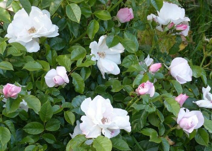 Růže parková 'Pearl Drift' - Rosa S 'Pearl Drift'