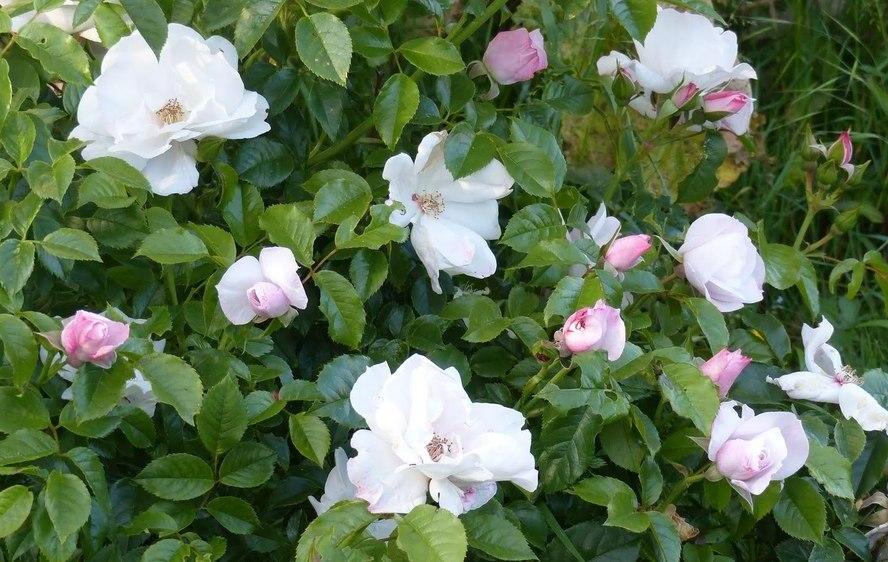 Růže parková 'Pearl Drift' - Rosa S 'Pearl Drift'