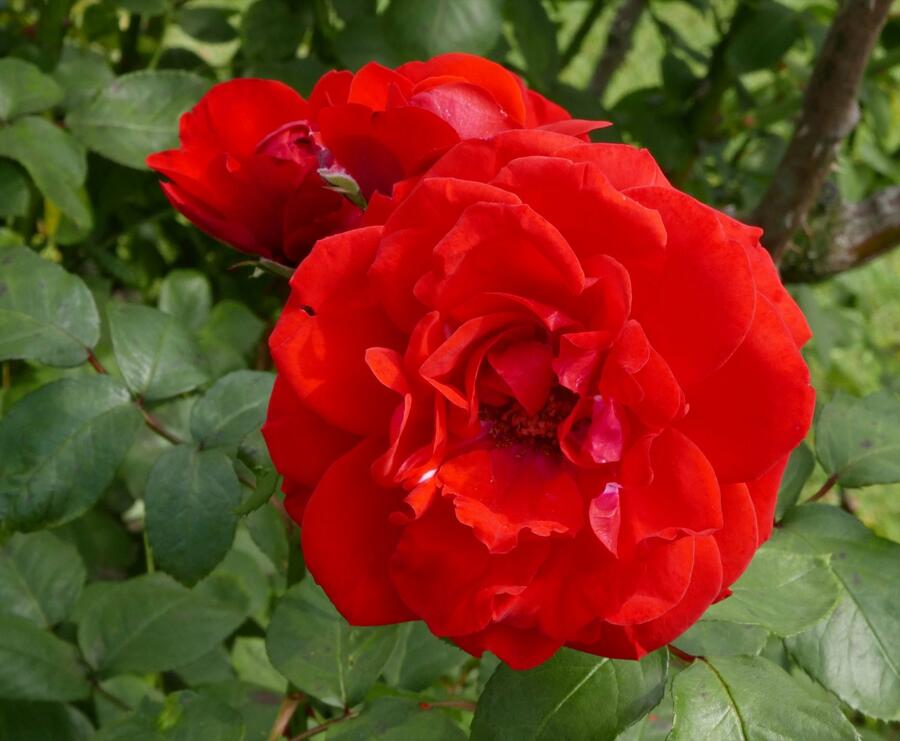 Růže parková 'Shalom' - Rosa S 'Shalom'