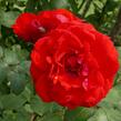 Růže parková 'Shalom' - Rosa S 'Shalom'