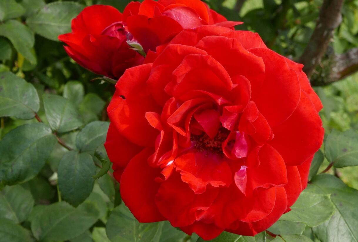 Růže parková 'Shalom' - Rosa S 'Shalom'