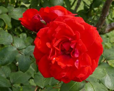 Růže parková 'Shalom'