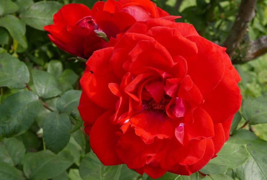Růže parková 'Shalom' - Rosa S 'Shalom'