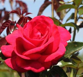Růže velkokvětá 'Grande Classe' - Rosa VK 'Grande Classe'
