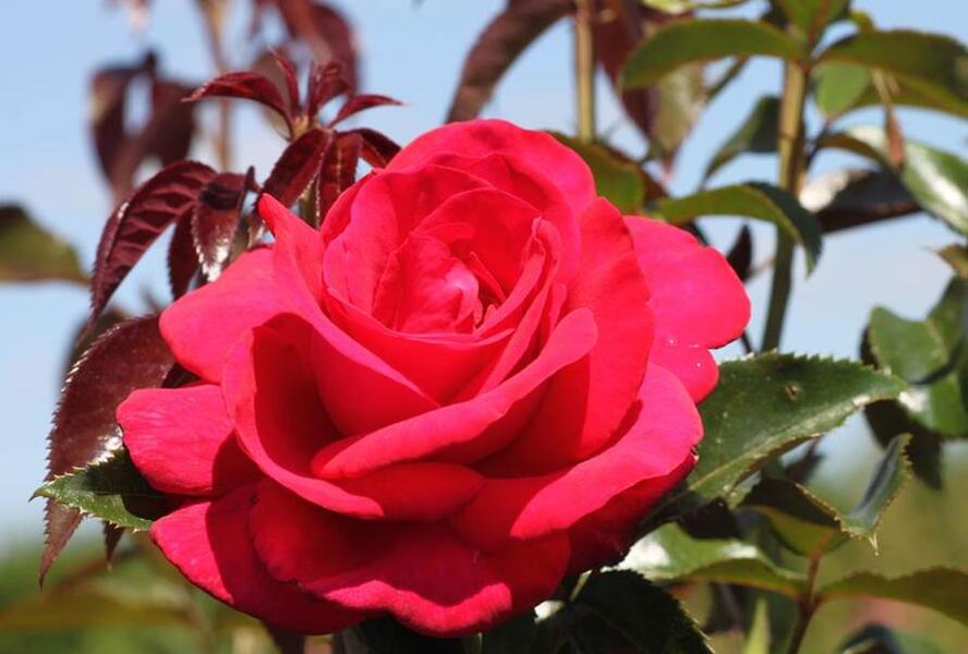 Růže velkokvětá 'Grande Classe' - Rosa VK 'Grande Classe'