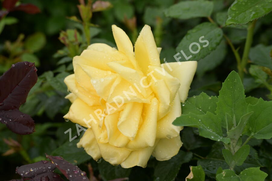 Růže velkokvětá 'Guy's Gold' - Rosa VK 'Guy's Gold'