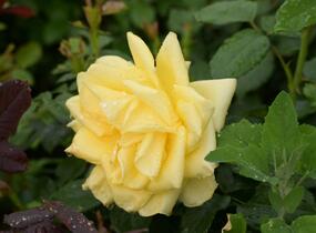 Růže velkokvětá 'Guy's Gold' - Rosa VK 'Guy's Gold'