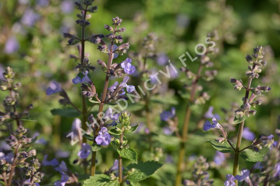 Růže velkokvětá 'Guy's Gold' - Rosa VK 'Guy's Gold'