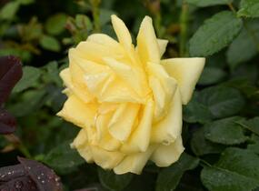 Růže velkokvětá 'Guy's Gold' - Rosa VK 'Guy's Gold'