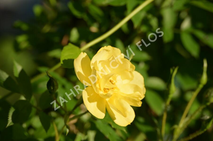 Růže pnoucí 'Golden Age' - Rosa PN 'Golden Age'