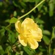 Růže pnoucí 'Golden Age' - Rosa PN 'Golden Age'