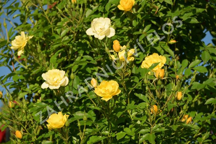 Růže pnoucí 'Golden Age' - Rosa PN 'Golden Age'