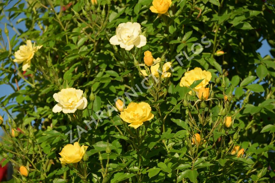 Růže pnoucí 'Golden Age' - Rosa PN 'Golden Age'