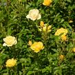 Růže pnoucí 'Golden Age' - Rosa PN 'Golden Age'