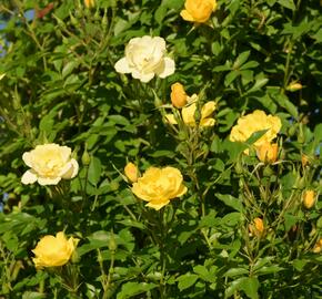 Růže pnoucí 'Golden Age' - Rosa PN 'Golden Age'