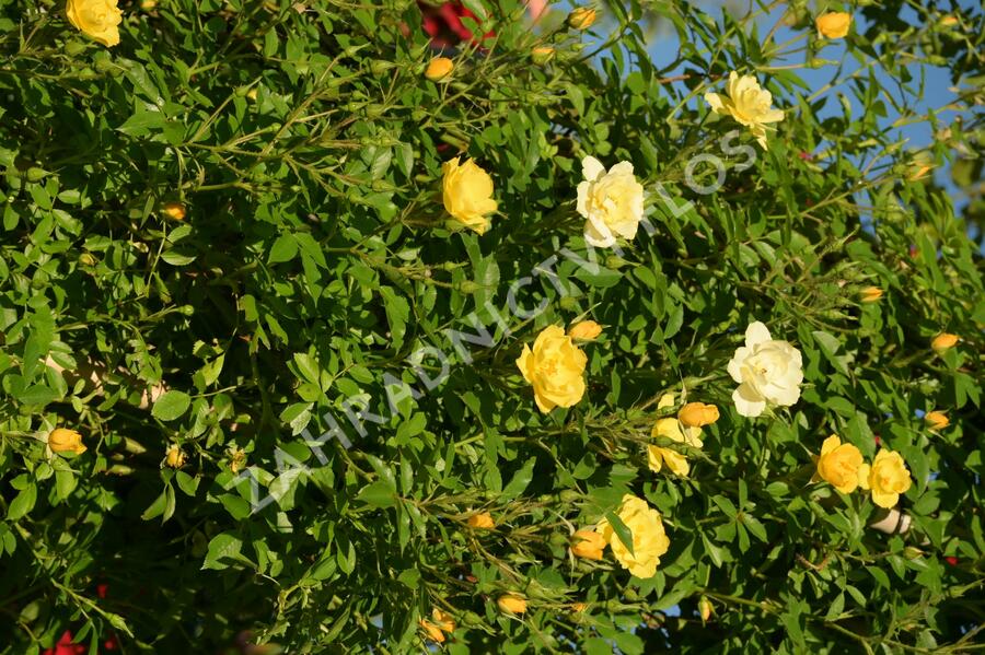 Růže pnoucí 'Golden Age' - Rosa PN 'Golden Age'