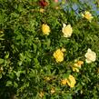 Růže pnoucí 'Golden Age' - Rosa PN 'Golden Age'