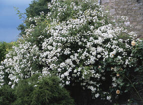 Růže pnoucí 'Rambling Rector' - Rosa PN 'Rambling Rector'