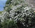 Růže pnoucí 'Rambling Rector'