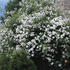 ruze-pnouci-rambling-rector.jpg