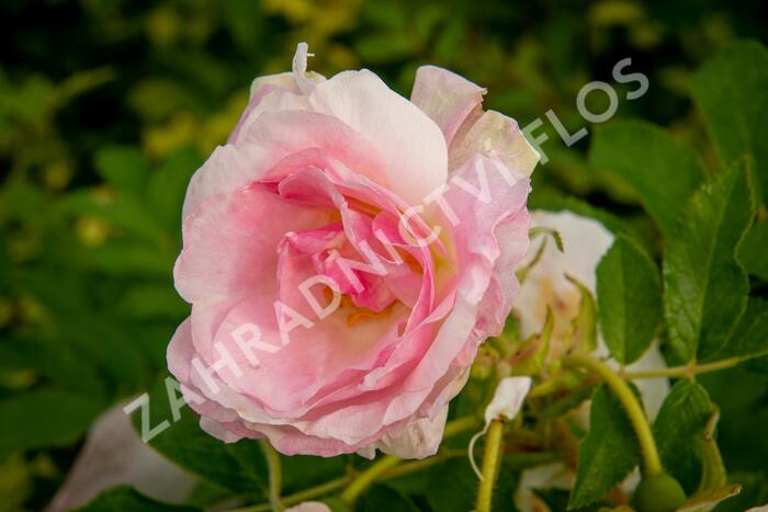 Růže svraskalá 'Polareis' - Rosa rugosa 'Polareis'