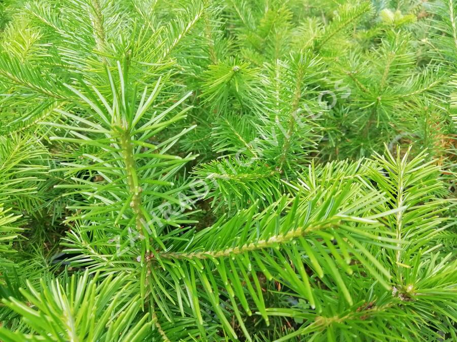 Růže svraskalá 'Polareis' - Rosa rugosa 'Polareis'