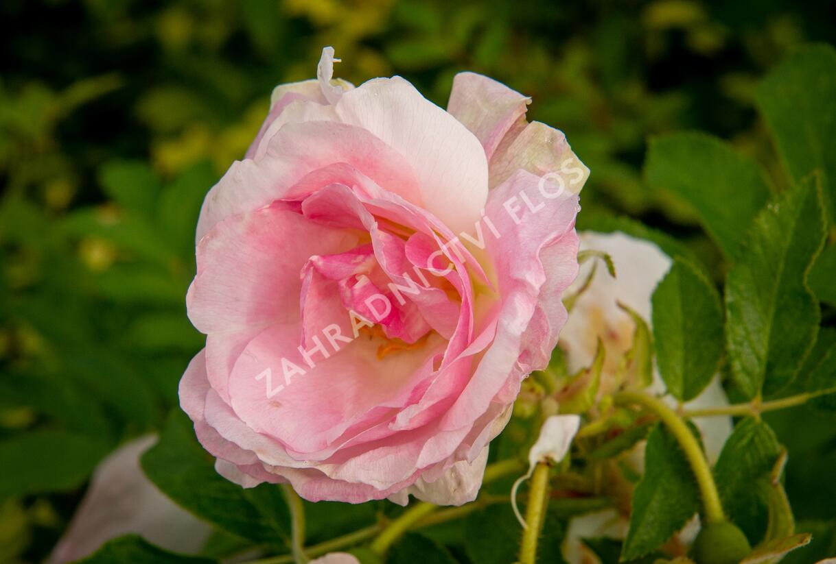Růže svraskalá 'Polareis' - Rosa rugosa 'Polareis'