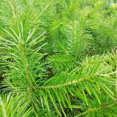 Růže svraskalá 'Polareis' - Rosa rugosa 'Polareis'