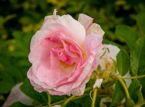 Růže svraskalá 'Polareis' - Rosa rugosa 'Polareis'
