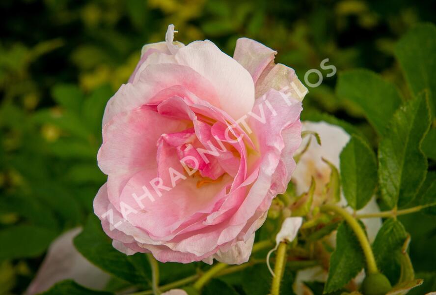 Růže svraskalá 'Polareis' - Rosa rugosa 'Polareis'