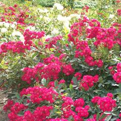 Růže půdopokryvná 'Alberich' - Rosa PK 'Alberich'