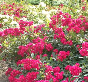 Růže půdopokryvná 'Alberich' - Rosa PK 'Alberich'