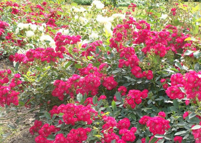 Růže půdokryvná 'Alberich' - Rosa PK 'Alberich'