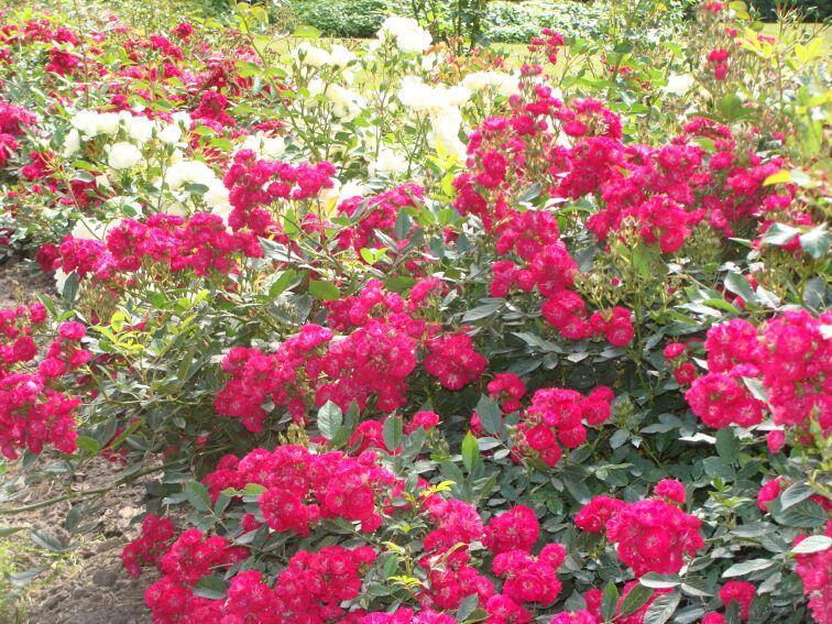 Růže půdopokryvná 'Alberich' - Rosa PK 'Alberich'