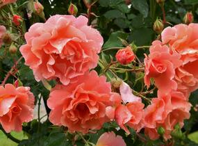 Růže pnoucí 'Alibaba' - Rosa PN 'Alibaba'